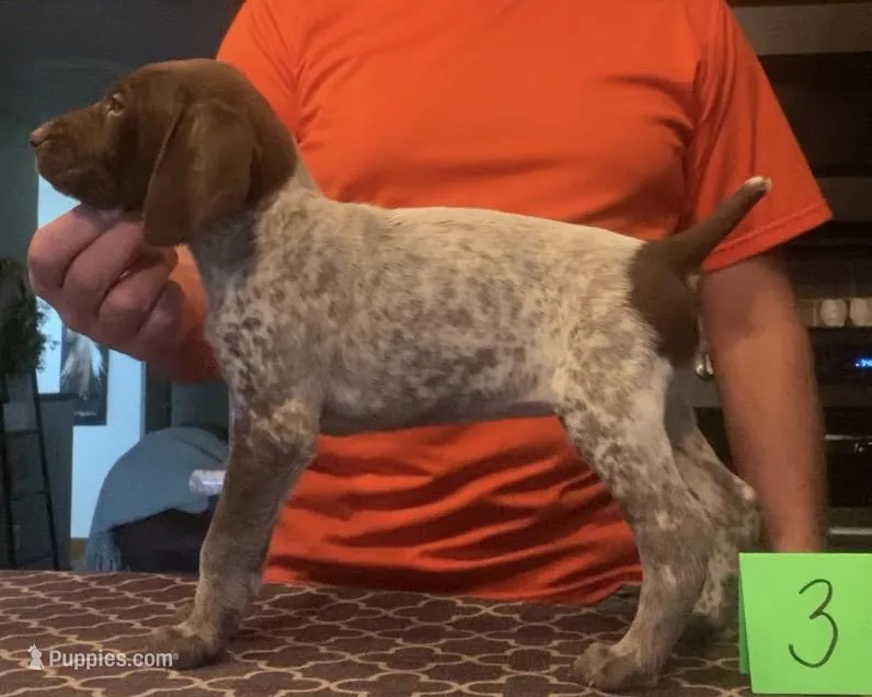 Ohio Pup 3 – German Shorthaired Pointer puppy for sale in Coldwater, OH