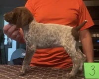 Ohio Pup 3, a female German Shorthaired Pointer for sale in Coldwater, OH – Photo 1 of 3