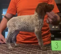 Ohio Pup 3, a female German Shorthaired Pointer for sale in Coldwater, OH – Photo 2 of 3