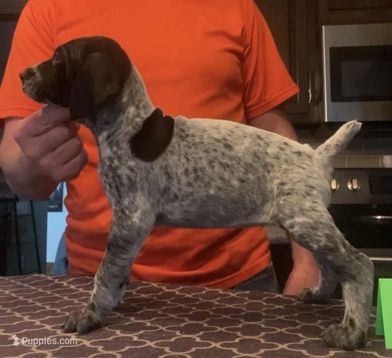 Ohio pup 6 – German Shorthaired Pointer puppy for sale in Coldwater, OH
