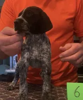Ohio pup 6, a female German Shorthaired Pointer for sale in Coldwater, OH – Photo 3 of 4