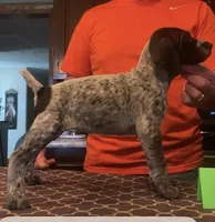 Ohio pup 6, a female German Shorthaired Pointer for sale in Coldwater, OH – Photo 4 of 4