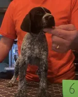 Ohio pup 6, a female German Shorthaired Pointer for sale in Coldwater, OH – Photo 2 of 4