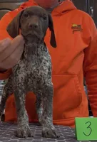 Ohio Pups Male 3, a male German Shorthaired Pointer for sale in Coldwater, OH – 5 of 5