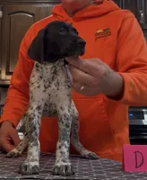 Ohio pup D, a female German Shorthaired Pointer for sale in Coldwater, OH – 4 of 7