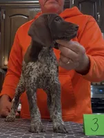 Ohio Pups Male 3, a male German Shorthaired Pointer for sale in Coldwater, OH – 4 of 5