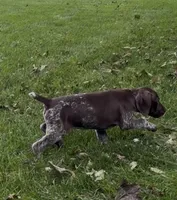Ohio pup F, a female German Shorthaired Pointer for sale in Coldwater, OH – 3 of 10