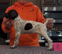 Ohio pup B, a female German Shorthaired Pointer for sale in Coldwater, OH – 4 of 7