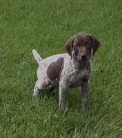 Ohio Pups Male 2, a male German Shorthaired Pointer for sale in Coldwater, OH – 4 of 6