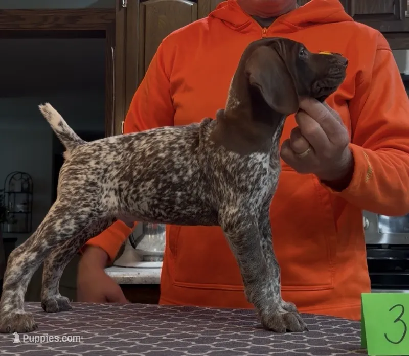 Ohio Pups Male 3 – German Shorthaired Pointer puppy for sale in Coldwater, OH