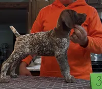 Ohio Pups Male 3, a male German Shorthaired Pointer for sale in Coldwater, OH – 1 of 5