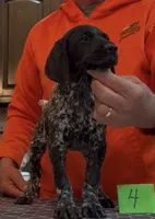 Ohio Pups Male 4, a male German Shorthaired Pointer for sale in Coldwater, OH – 5 of 8