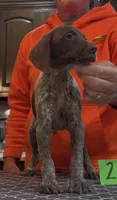 Ohio Pups Male 2, a male German Shorthaired Pointer for sale in Coldwater, OH – 2 of 6