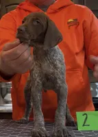 Ohio Pups Male 2, a male German Shorthaired Pointer for sale in Coldwater, OH – 3 of 6