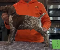 Ohio Pups Male 3, a male German Shorthaired Pointer for sale in Coldwater, OH – 2 of 5