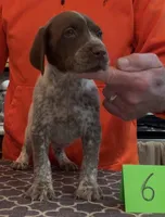Ohio pup Liver/Ticked male 6, a male German Shorthaired Pointer for sale in Coldwater, OH – Photo 3 of 9