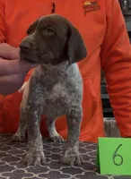 Ohio pup Liver/Ticked male 6, a male German Shorthaired Pointer for sale in Coldwater, OH – Photo 4 of 9