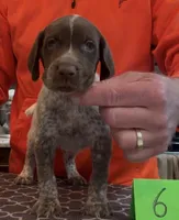 Ohio pup Liver/Ticked male 6, a male German Shorthaired Pointer for sale in Coldwater, OH – Photo 5 of 9