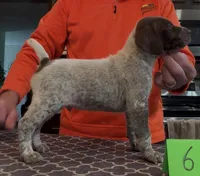 Ohio pup Liver/Ticked male 6, a male German Shorthaired Pointer for sale in Coldwater, OH – Photo 2 of 9