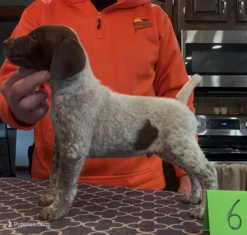 Ohio pup Liver/Ticked male 6 – German Shorthaired Pointer puppy for sale in Coldwater, OH