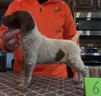 Ohio pup Liver/Ticked male 6, a male German Shorthaired Pointer for sale in Coldwater, OH – Photo 1 of 9