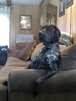 Ohio pup Liver/Ticked male 6, a male German Shorthaired Pointer for sale in Coldwater, OH – Photo 6 of 9