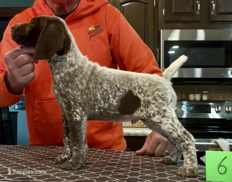 Ohio pup Liver/Ticked male 6 – German Shorthaired Pointer puppy for sale in Coldwater, OH