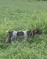 Ohio pup Liver/Ticked male 6, a male German Shorthaired Pointer for sale in Coldwater, OH – Photo 7 of 9