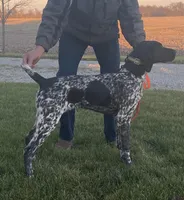 Ohio pup Liver/Ticked male 6, a male German Shorthaired Pointer for sale in Coldwater, OH – Photo 8 of 9