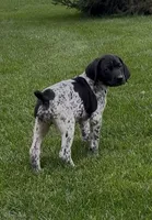 Ohio pup D, a female German Shorthaired Pointer for sale in Coldwater, OH – 5 of 7