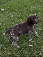 Ohio pup F, a female German Shorthaired Pointer for sale in Coldwater, OH – 2 of 10
