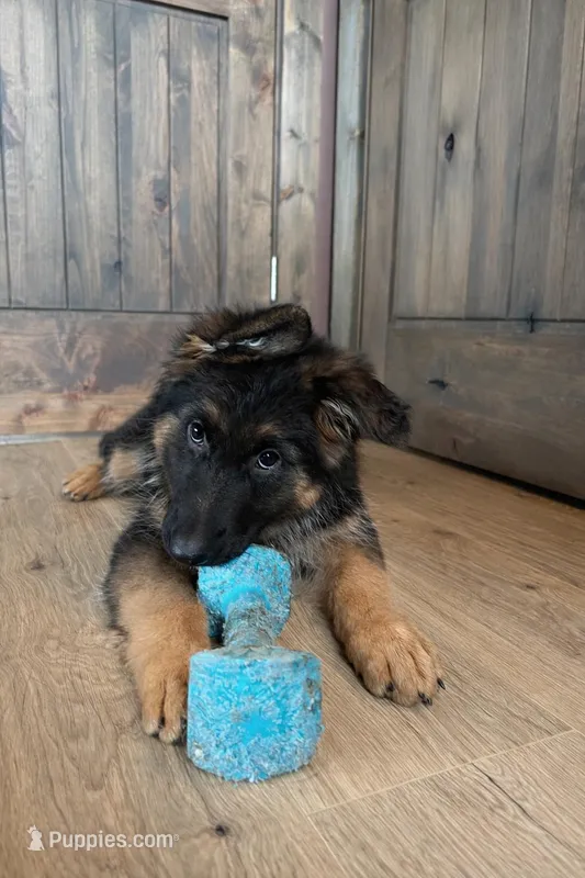 Bree – German Shepherd Dog puppy for sale in Columbus, OH