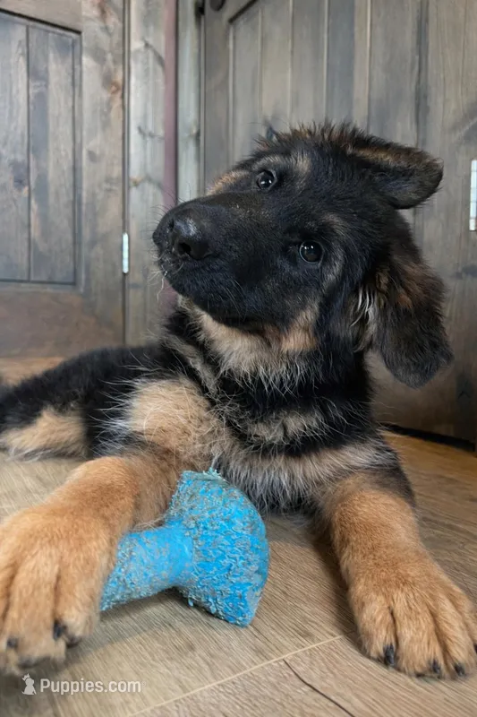 Bree – German Shepherd Dog puppy for sale in Columbus, OH