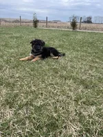 Bree, a female German Shepherd Dog for sale in Columbus, OH – Photo 4 of 6