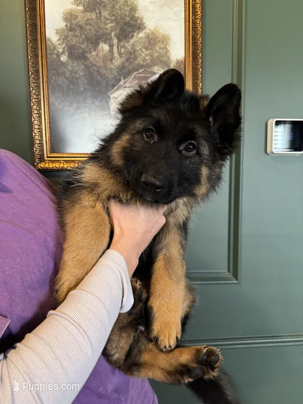 Bree – German Shepherd Dog puppy for sale in Columbus, OH