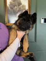 Bree, a female German Shepherd Dog for sale in Columbus, OH – Photo 1 of 2