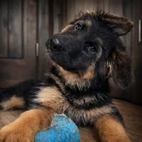 Bree, a female German Shepherd Dog for sale in Columbus, OH – Photo 2 of 6