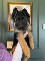 Bree, a female German Shepherd Dog for sale in Columbus, OH – Photo 2 of 2