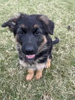 Bree, a female German Shepherd Dog for sale in Columbus, OH – Photo 3 of 6