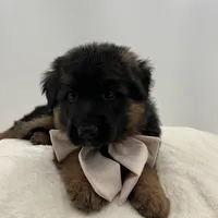 Babette, a female German Shepherd Dog for sale in Columbus, OH – Photo 10 of 10