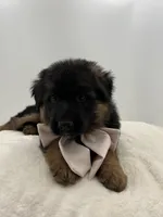 Babette, a female German Shepherd Dog for sale in Columbus, OH – Photo 5 of 5