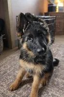 Babette, a female German Shepherd Dog for sale in Columbus, OH – Photo 2 of 10