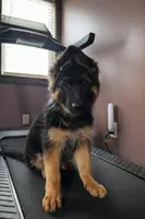 Babette, a female German Shepherd Dog for sale in Columbus, OH – Photo 3 of 10