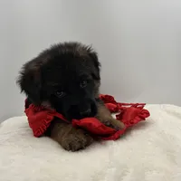 Babette, a female German Shepherd Dog for sale in Columbus, OH – Photo 7 of 10