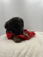 Babette, a female German Shepherd Dog for sale in Columbus, OH – Photo 2 of 5