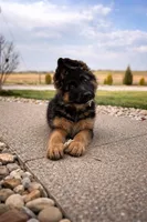 Babette, a female German Shepherd Dog for sale in Columbus, OH – Photo 1 of 10