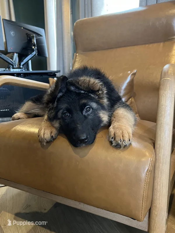 Babette – German Shepherd Dog puppy for sale in Columbus, OH