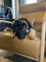 Babette, a female German Shepherd Dog for sale in Columbus, OH – Photo 5 of 10