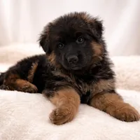 Babette, a female German Shepherd Dog for sale in Columbus, OH – Photo 1 of 5