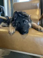 Babette, a female German Shepherd Dog for sale in Columbus, OH – Photo 6 of 10